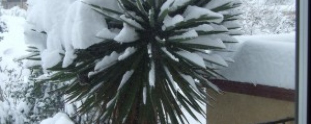 Yucca Plants in Freezing Temperatures