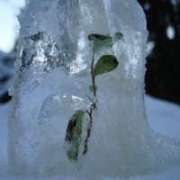 Protecting Your Plants in Freezing Temps