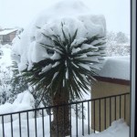 Yucca Plants in Freezing Temperatures